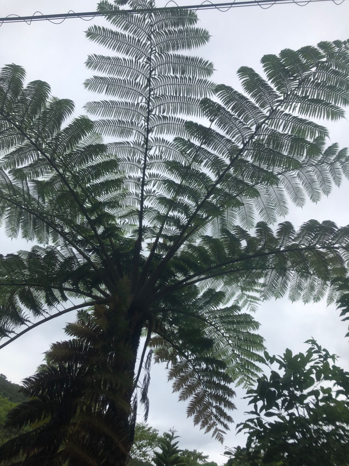 4月30日
沖縄に行けるようになったらまず行きたかったのは、国頭村ター滝！...