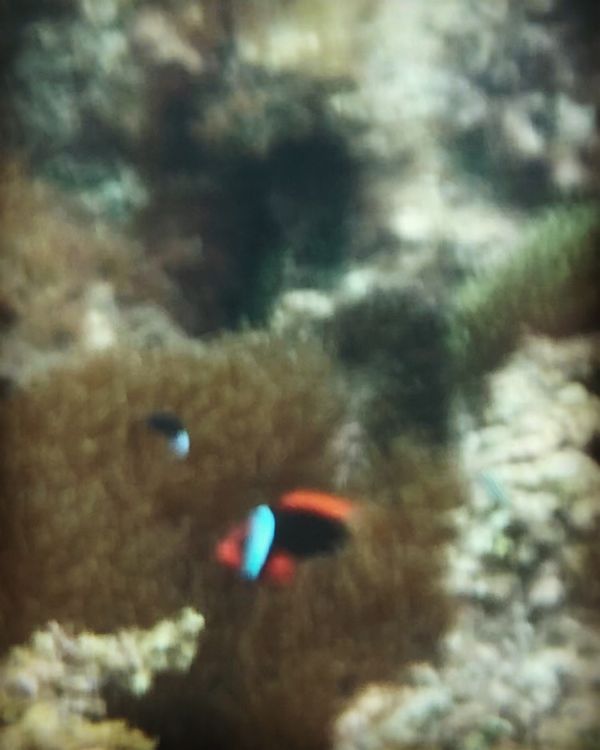 日本・沖縄県「おきなわ　ちむどんどん旅」の写真：うるま市大迫ビーチへ⛱
シュノーケリング...