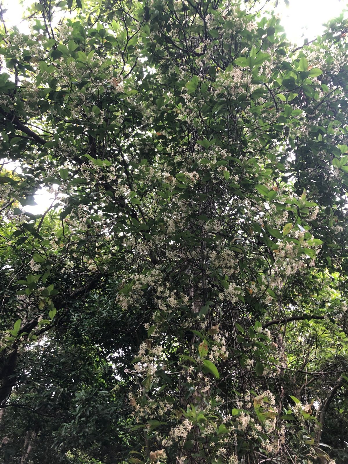 5月2日
国頭村で森林セラピーを体験。森林浴、め、みみ、におい、あじ、から...