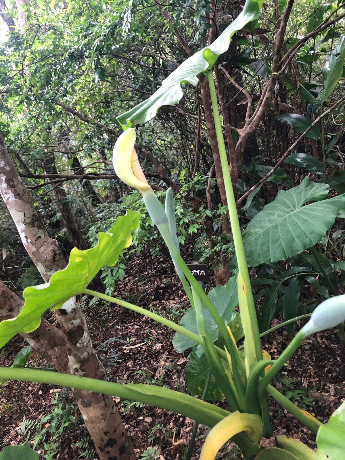 5月2日
国頭村で森林セラピーを体験。森林浴、め、みみ、におい、あじ、から...