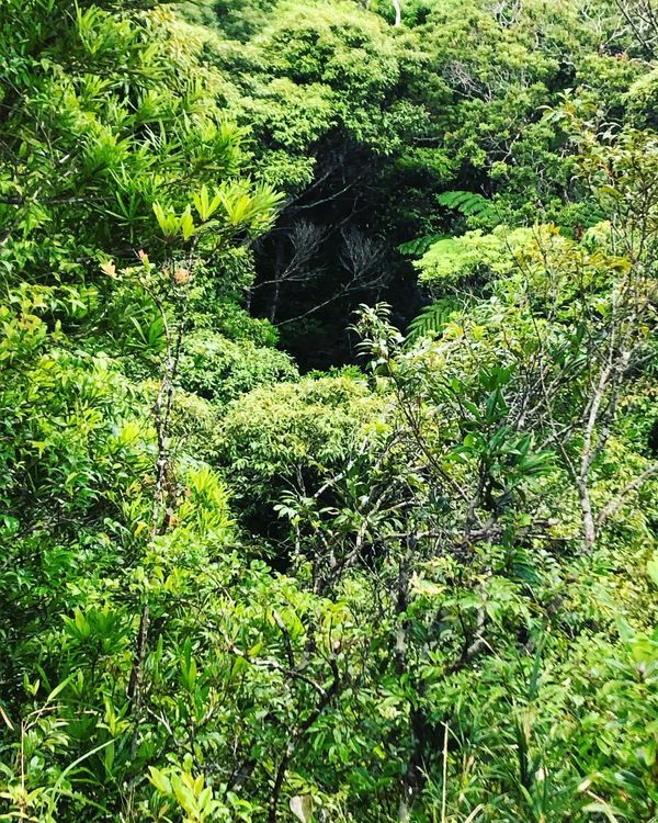 日本・沖縄県「おきなわ　ちむどんどん旅」の写真：5月2日
国頭村で森林セラピーを体験。森...