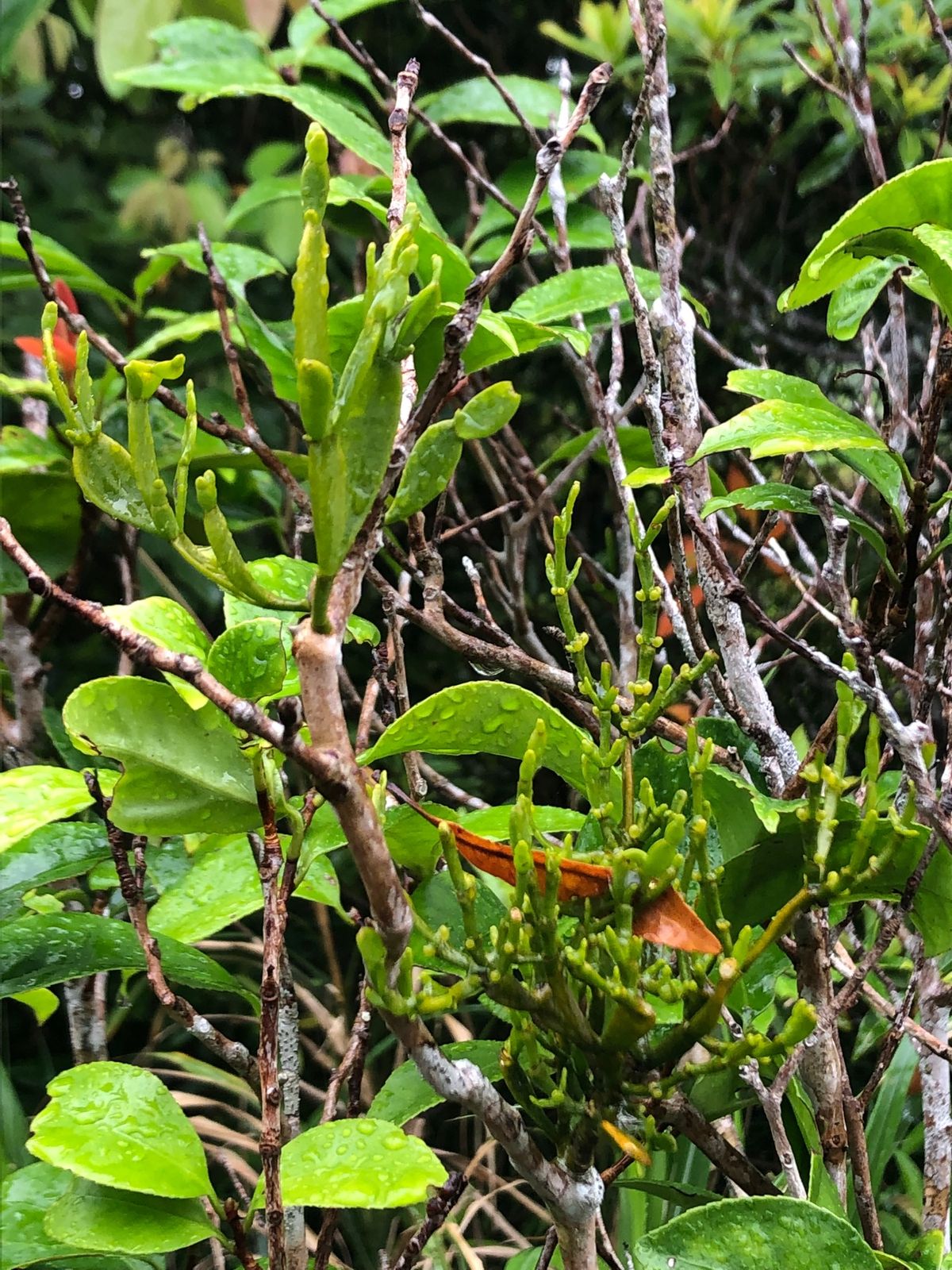 5月2日
国頭村で森林セラピーを体験。森林浴、め、みみ、におい、あじ、から...