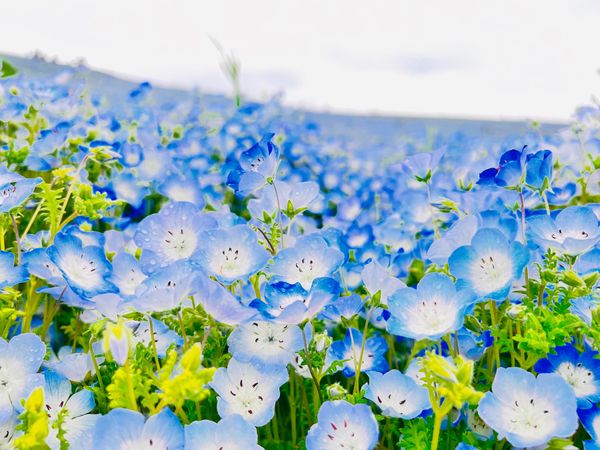 日本・千葉県「ネモフィラ」の写真