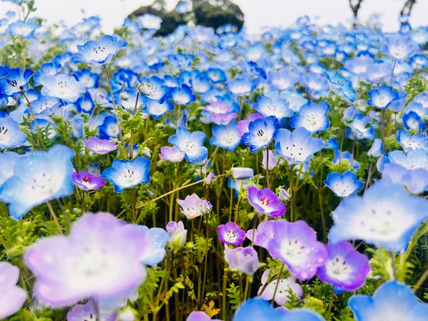 日本・千葉県「ネモフィラ」の写真