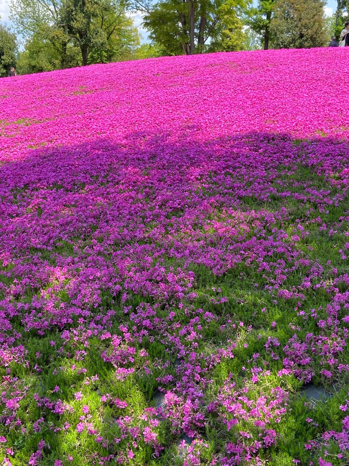 これが見たかった。