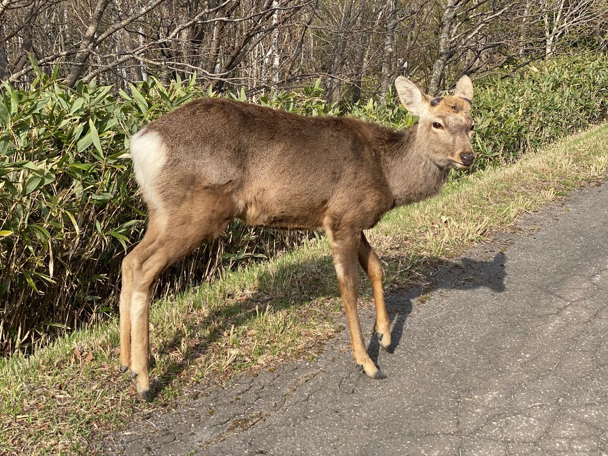 知床五湖へ。
まだ雪の残る知床連山が美しい。
熊はいなかったけどたくさんの...