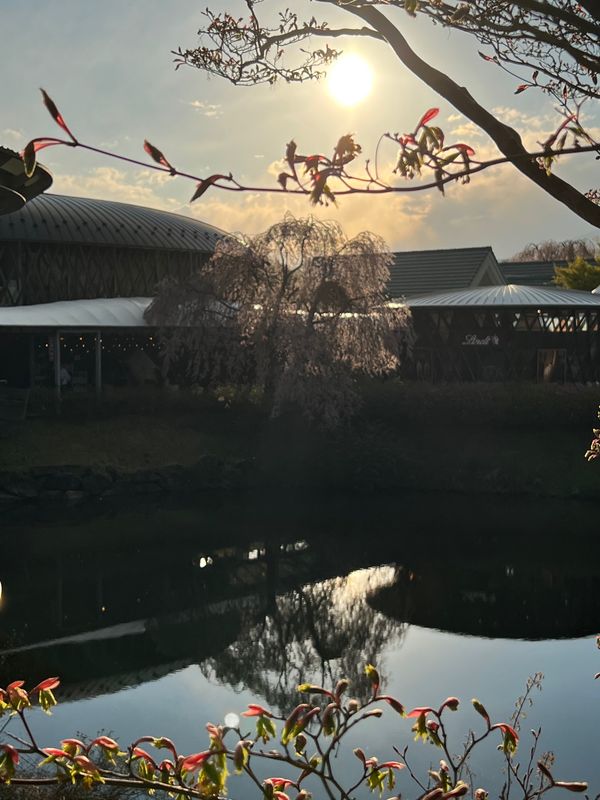 日本・軽井沢「プリンスホテル軽井沢のコテージに泊まってみる」の写真：軽井沢ショッピングプラザの一本桜