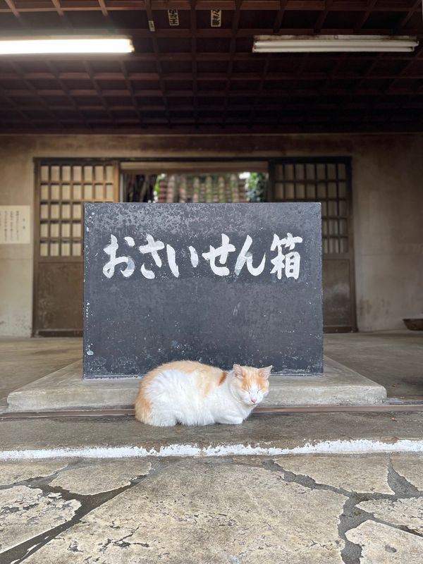 日本・宮古島「梅雨入りの宮古島」の写真：ニャンコが雨宿りしてました✨
ハンモック...