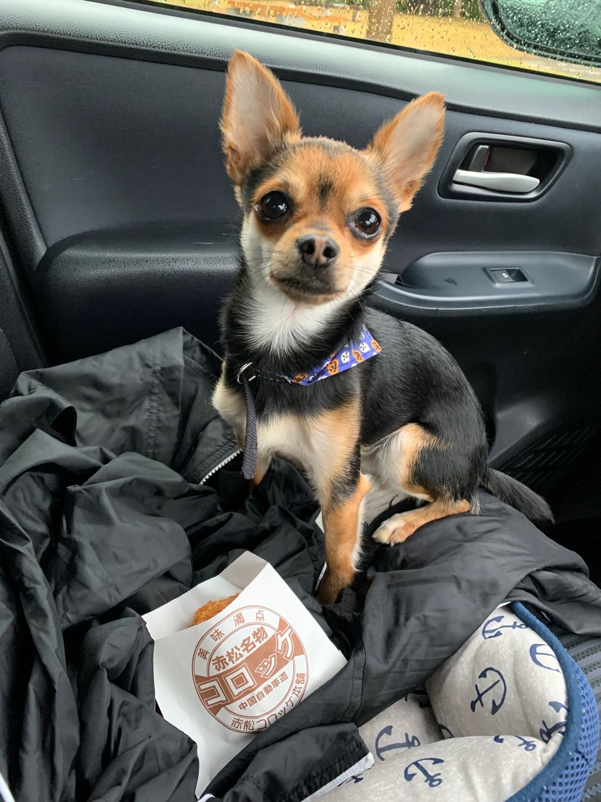 福知山へ愛犬と１人と１匹旅🏃‍♂️
帰りは爆睡🤣