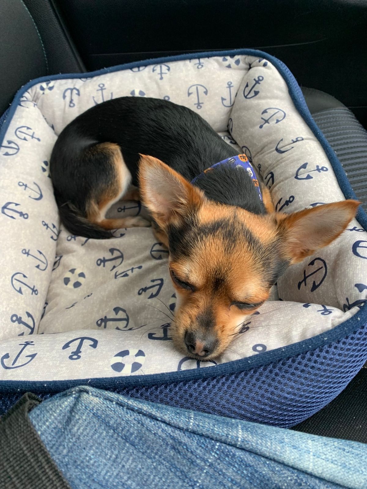 福知山へ愛犬と１人と１匹旅🏃‍♂️
帰りは爆睡🤣