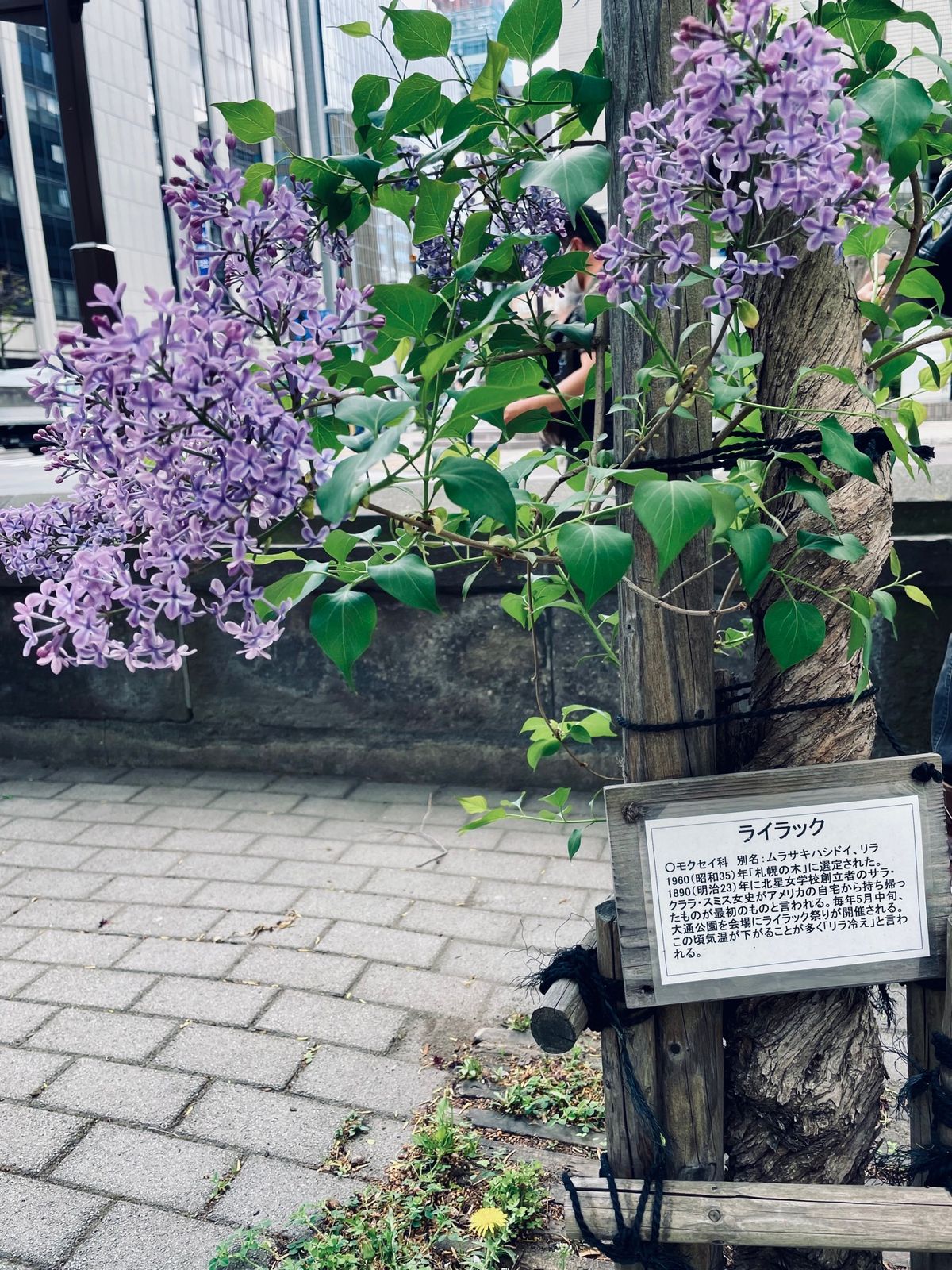 【札幌市時計台】

カメラを持って行ったのに
思うような写真が撮れない🥲
...