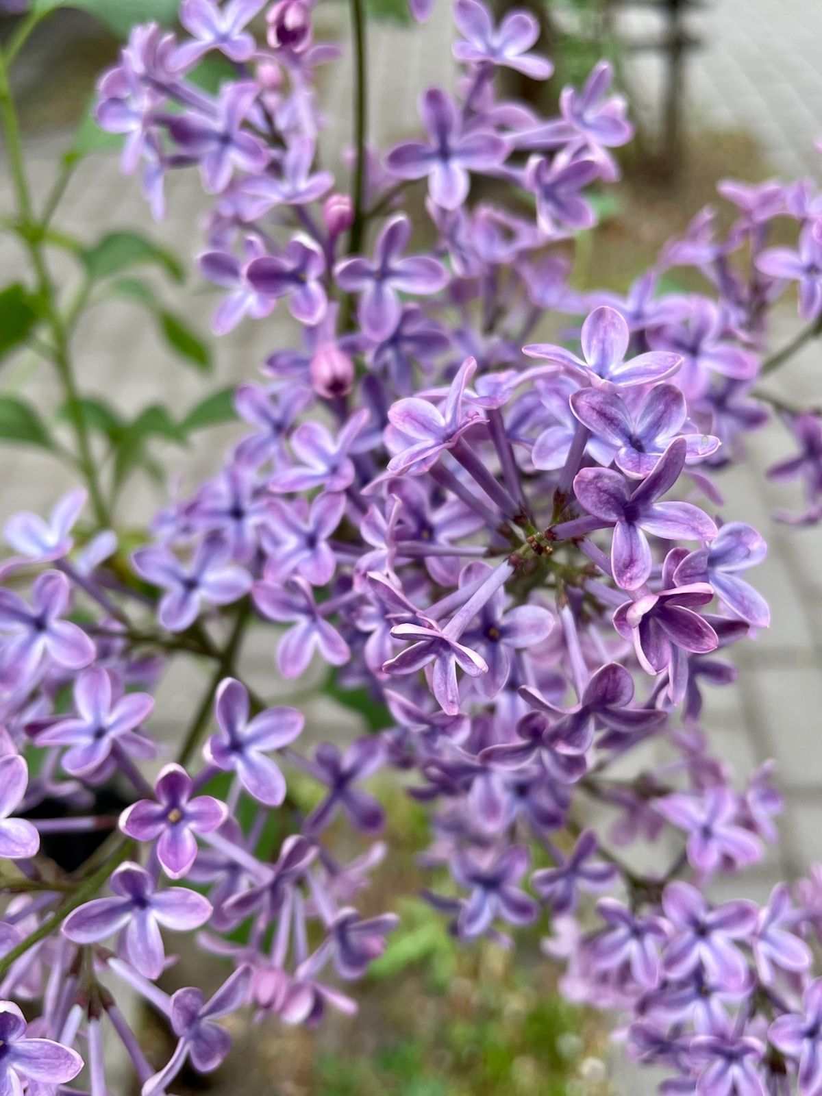 【札幌市時計台】

カメラを持って行ったのに
思うような写真が撮れない🥲
...