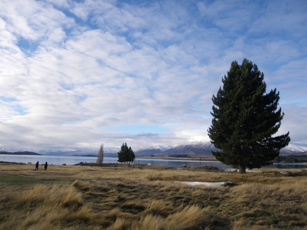ずっと曇り空だったニュージーランド旅行。
最後のテカポでの星空鑑賞の日に晴...