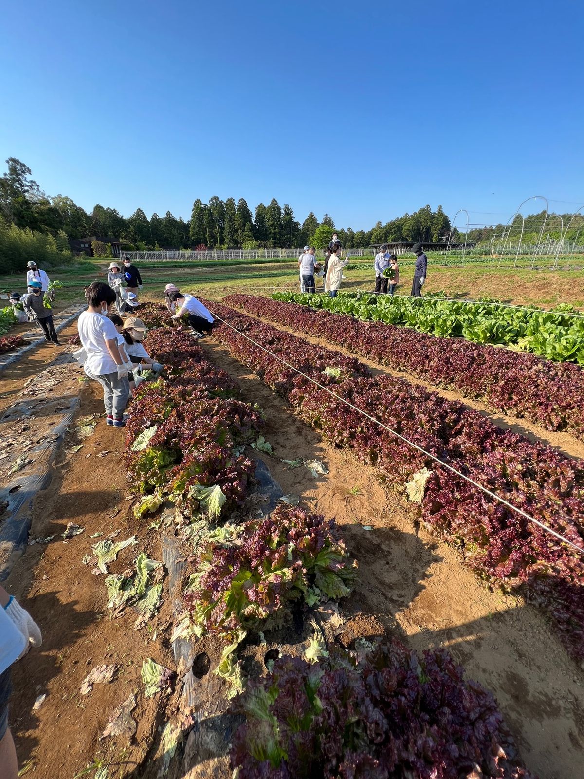 夕方から野菜収穫体験
かぶ、レタス、にんじん！