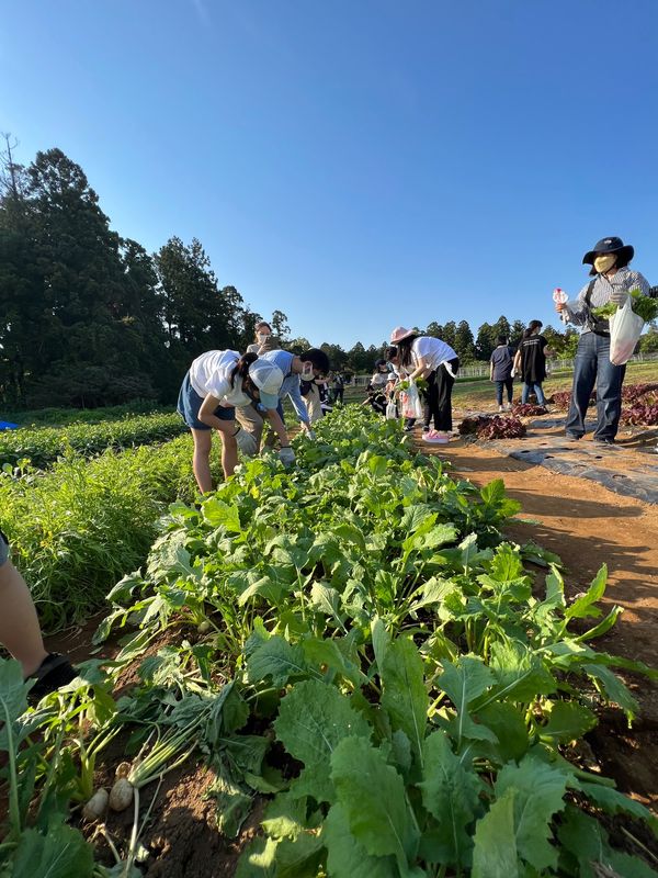 日本・千葉県「THE FARM（ザファーム）のコテージでグランピング！」の写真：夕方から野菜収穫体験
かぶ、レタス、にんじん！