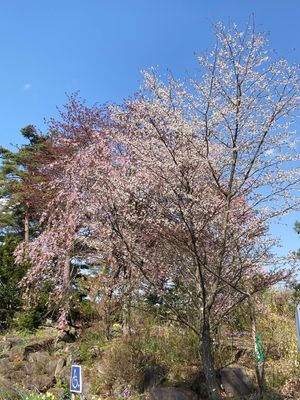 北軽井沢（正確には嬬恋村だけど）から見た浅間山。あちらこちらで桜が咲いてま...