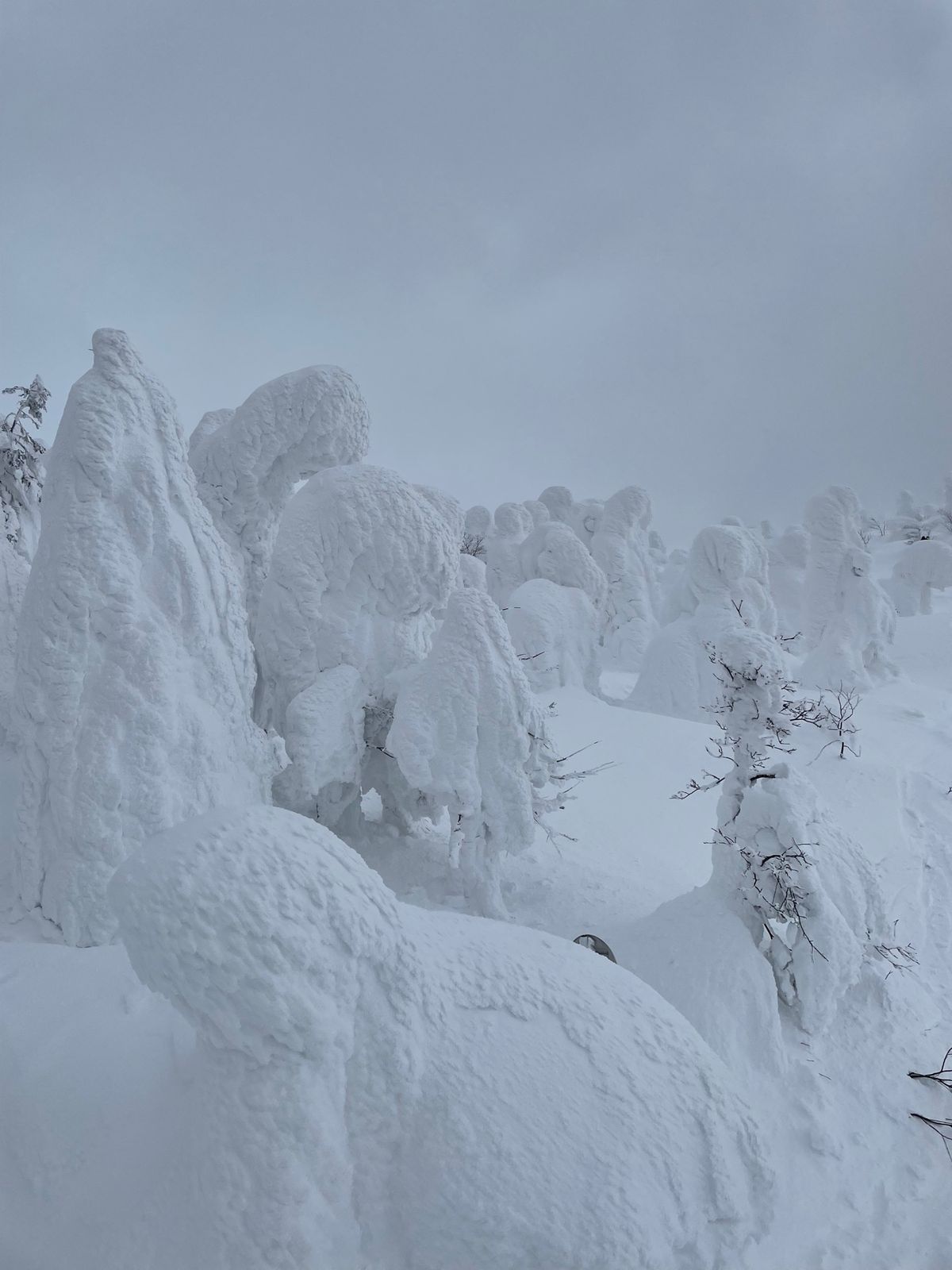 山形蔵王温泉#樹氷