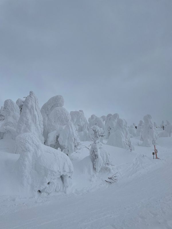 日本・山形県「蔵王リベンジ！」の写真：山形蔵王温泉#樹氷