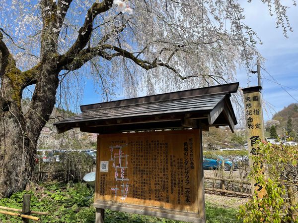 日本・田沢湖「駆け込み角館！」の写真：角館#武家屋敷群#シダレザクラ#麺屋神楽