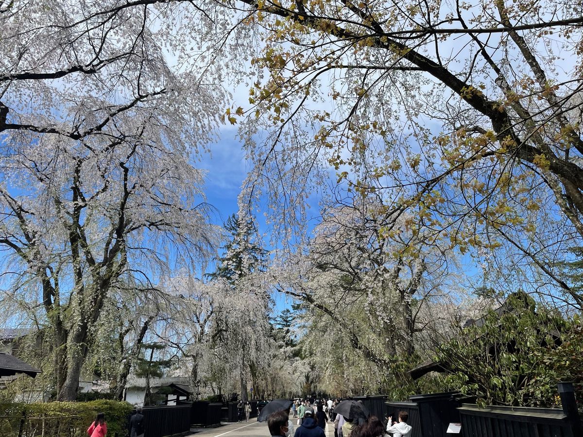 角館#武家屋敷群#シダレザクラ#麺屋神楽