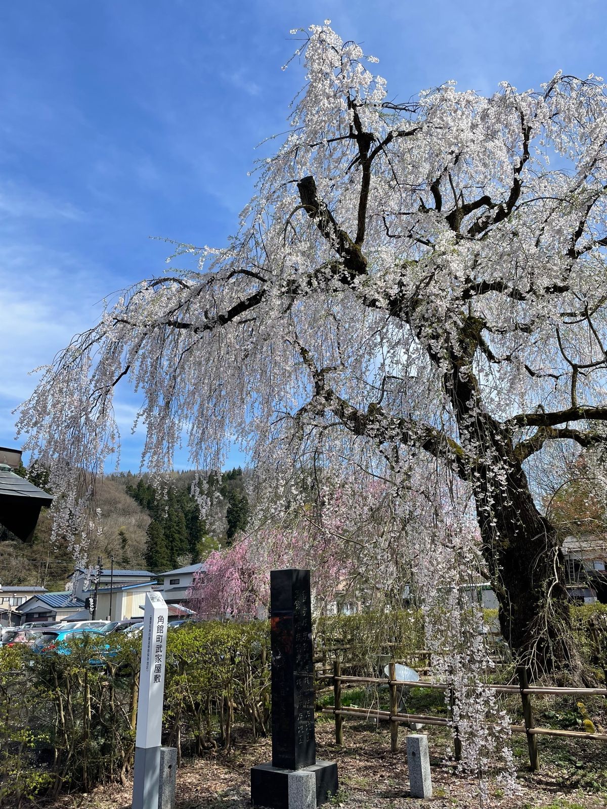 角館#武家屋敷群#シダレザクラ#麺屋神楽
