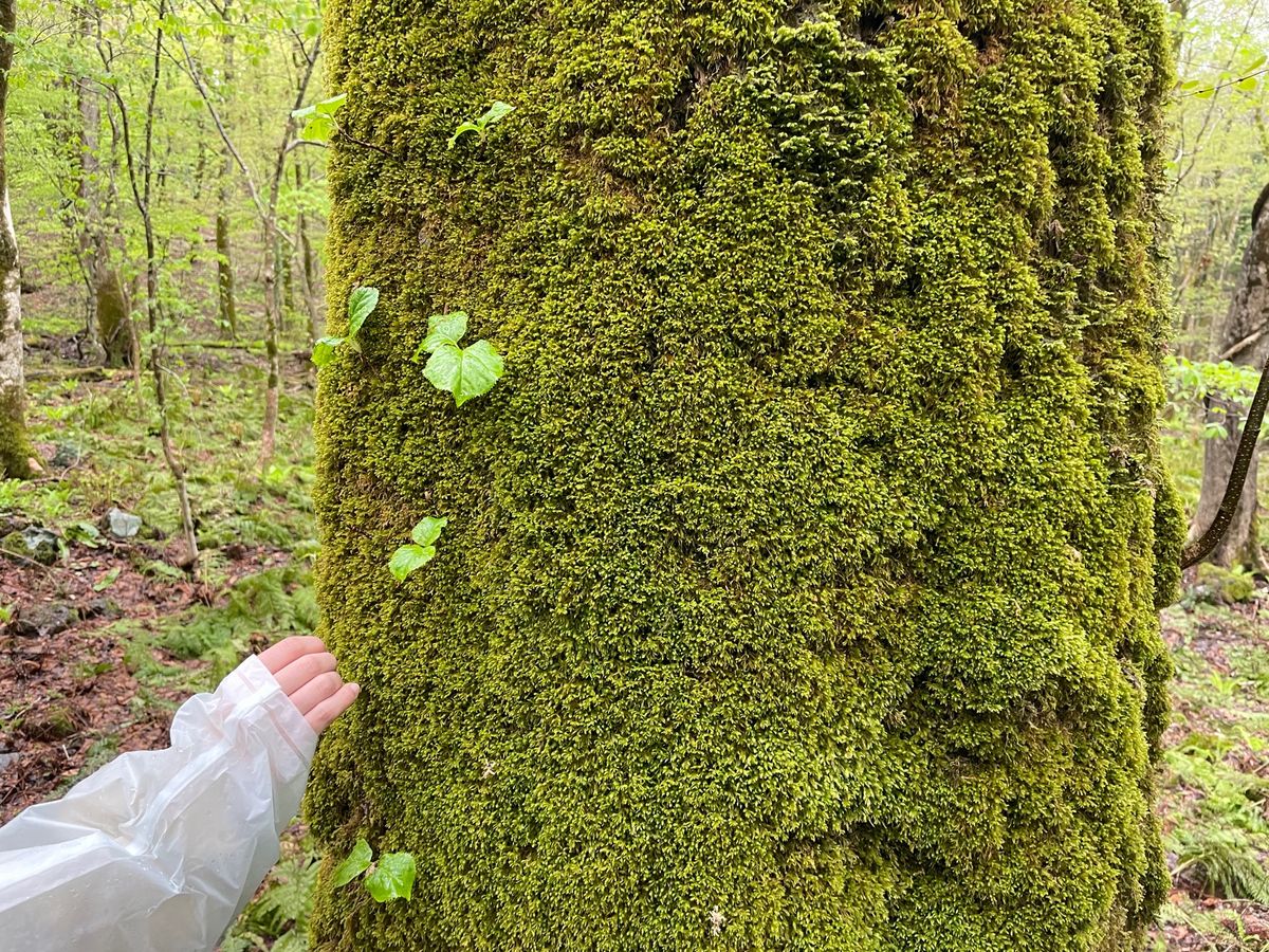 白神山地#カタクリ#ブナの原生林#苔ふかふか