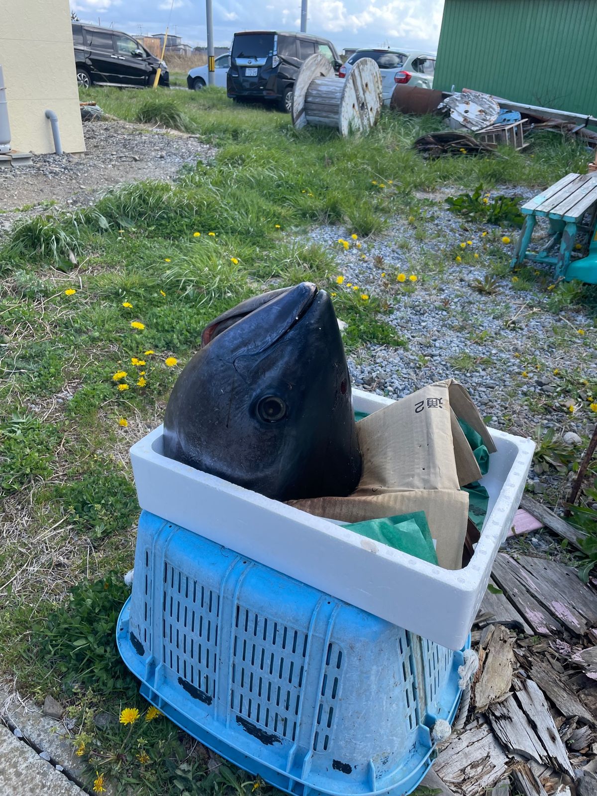 #大間崎#大間のマグロ