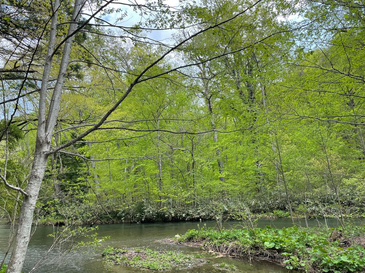 奥入瀬渓流#石ヶ戸#阿修羅の流れ