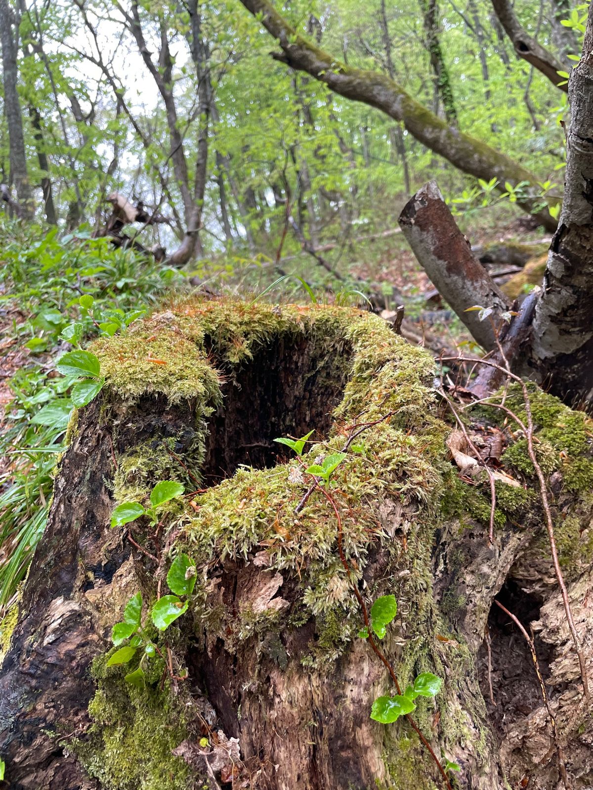 白神山地#カタクリ#ブナの原生林#苔ふかふか