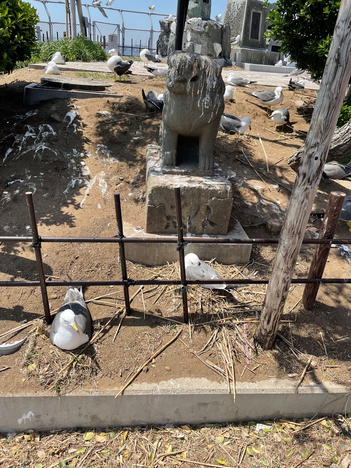 #蕪島神社#ウミネコの繁殖地