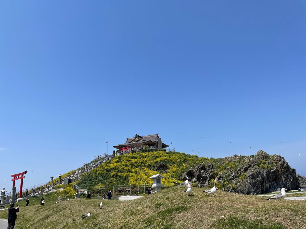 #蕪島神社#ウミネコの繁殖地
