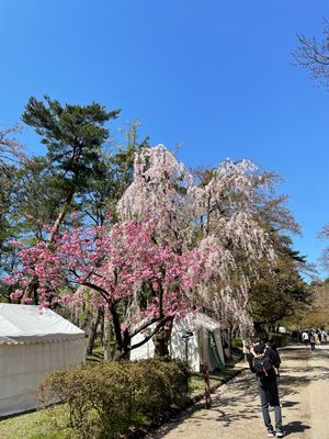 弘前市#弘前城