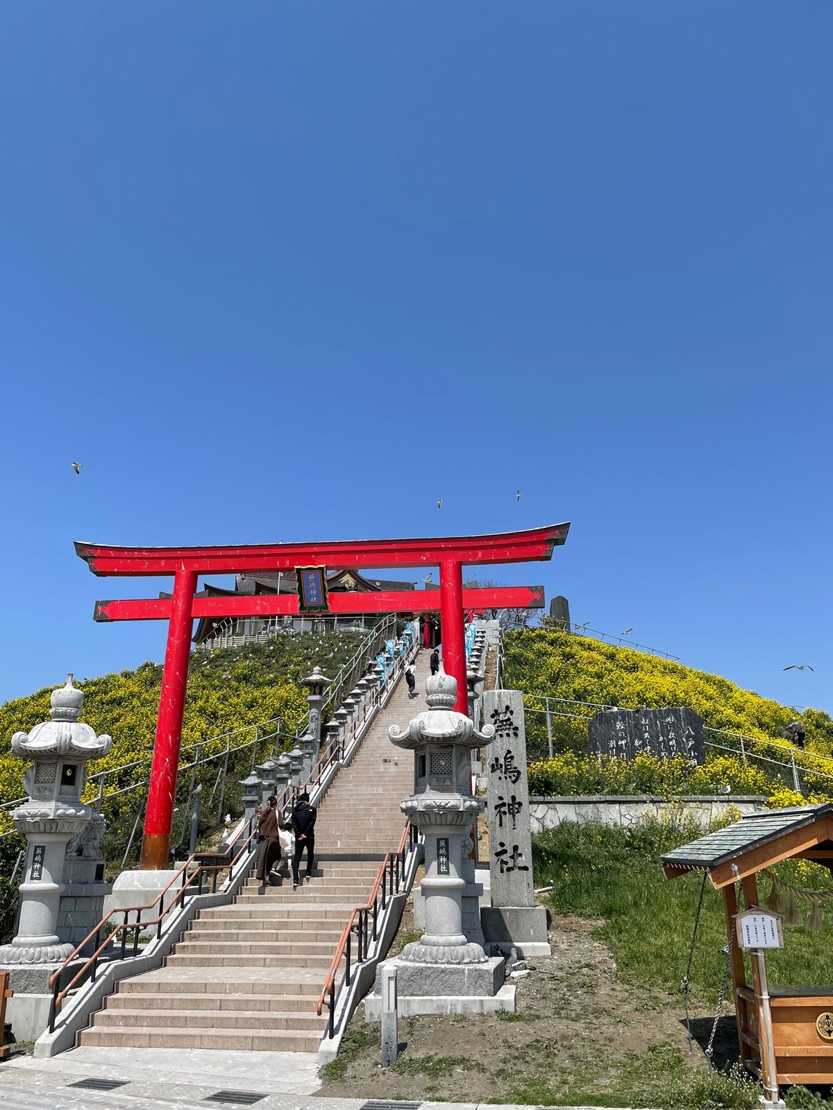 #蕪島神社#ウミネコの繁殖地