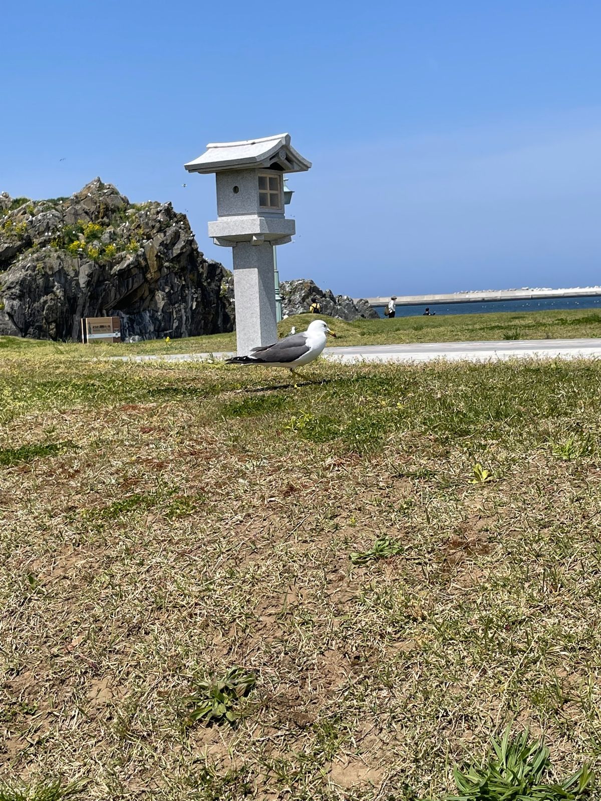 #蕪島神社#ウミネコの繁殖地
