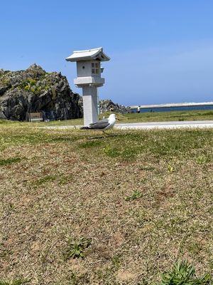 #蕪島神社#ウミネコの繁殖地