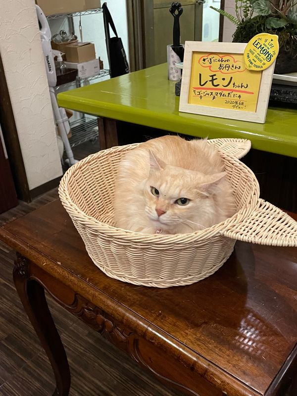 日本・山口県「関門海峡〜別府の旅」の写真：別府の宿は鉄輪温泉で。
猫ちゃんの女将ほ...