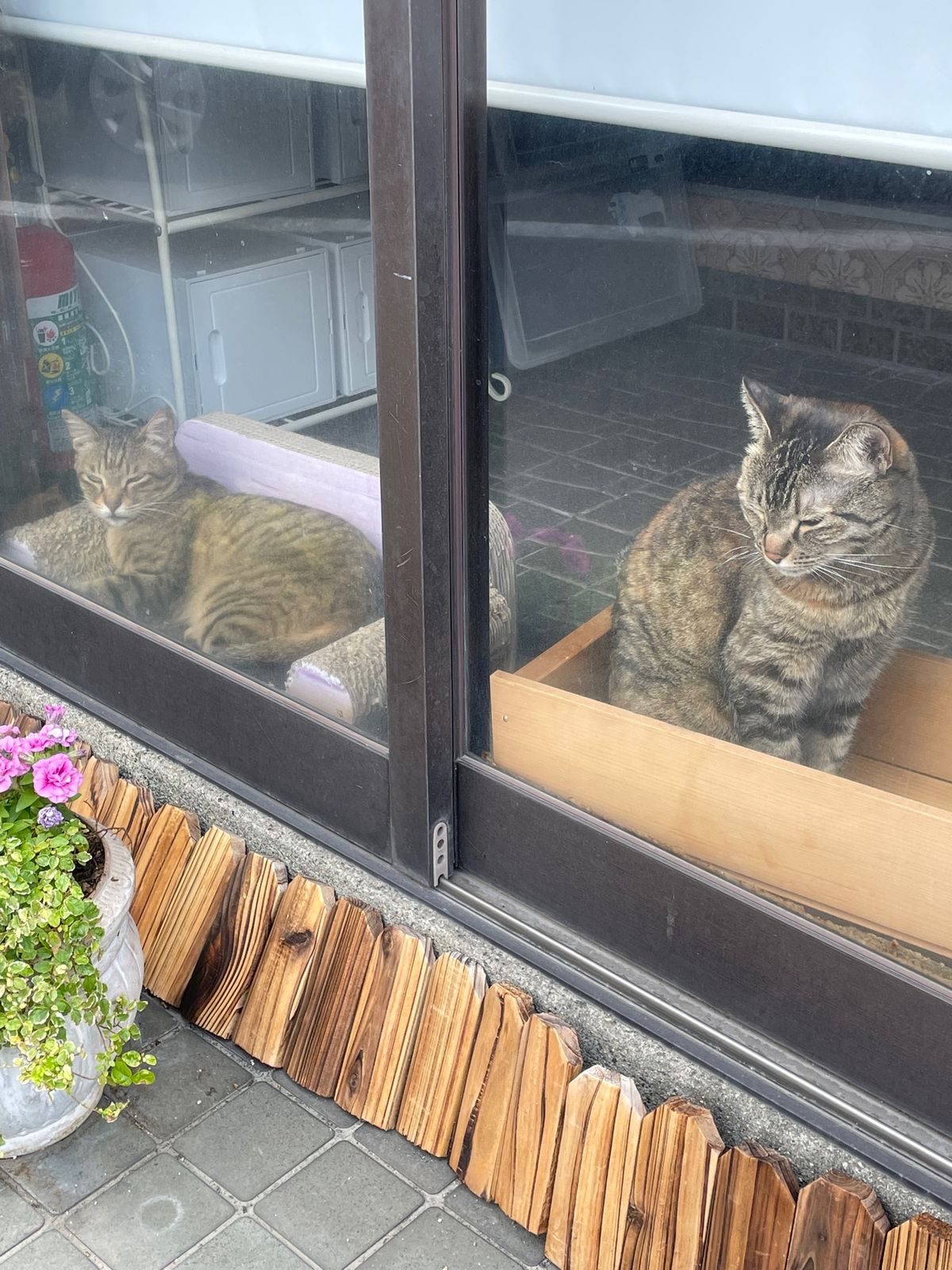 別府の宿は鉄輪温泉で。
猫ちゃんの女将ほか猫スタッフがお出迎え😸
温泉♨️...