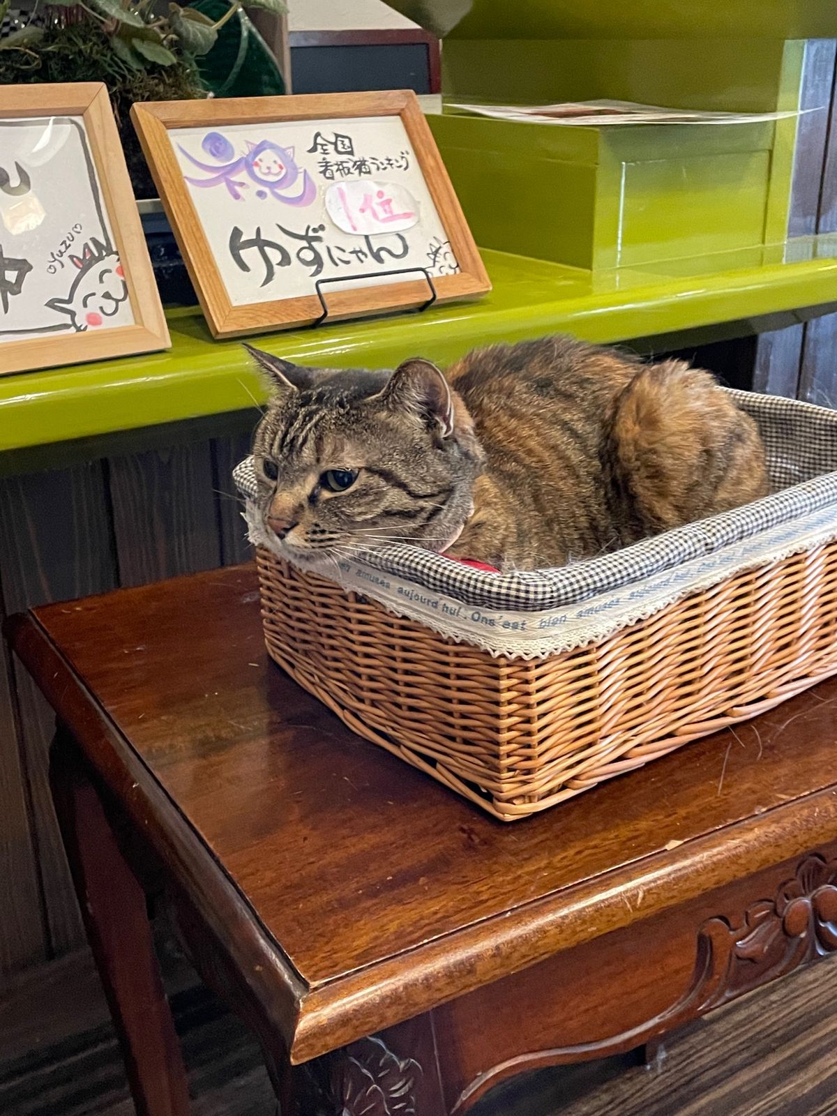 別府の宿は鉄輪温泉で。
猫ちゃんの女将ほか猫スタッフがお出迎え😸
温泉♨️...