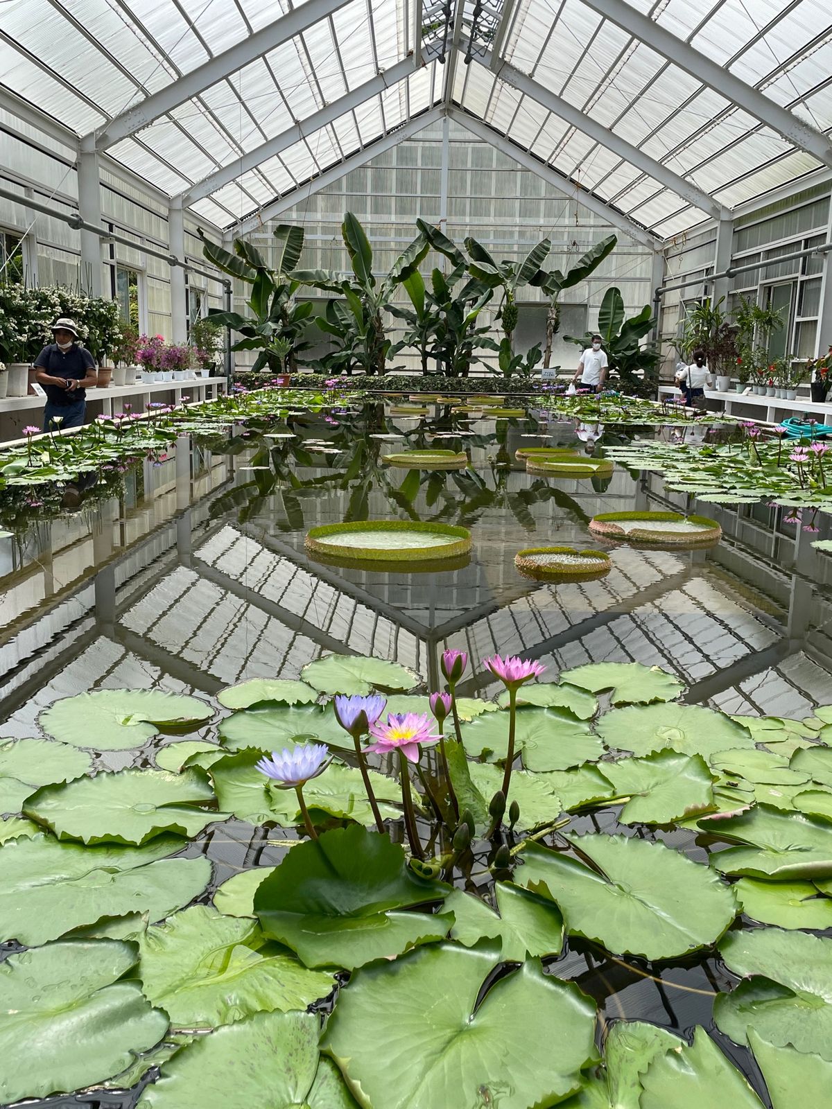 地獄の中でも気に入ったのが坊主地獄、グレーの泥がブクブクしているのを、ず〜...