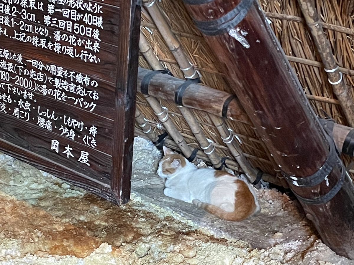 鉄輪からバスに乗って行った明礬温泉。
湯の花小屋の並ぶ風景が面白かった。
...