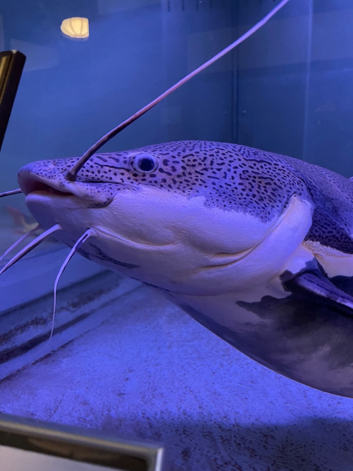 別府といえば地獄めぐり。
約30年ぶりに観光。

ワニ🐊も面白いけどピラル...