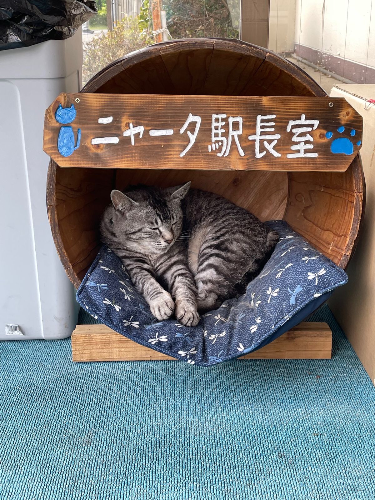 最後にロープウェイで鶴見山に登り、別府湾を見下ろす。やや曇ってた😞
ニャー...