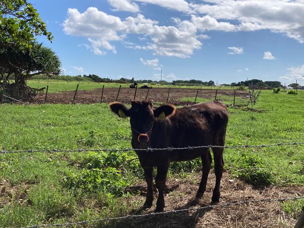 日本・竹富島「石垣島」の写真