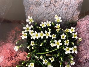 八ヶ岳では高山植物もたくさん見ることができます。特に硫黄岳周辺のコマクサの...