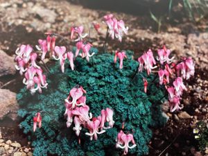 八ヶ岳では高山植物もたくさん見ることができます。特に硫黄岳周辺のコマクサの...