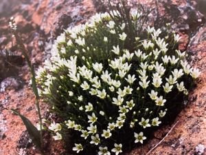 八ヶ岳では高山植物もたくさん見ることができます。特に硫黄岳周辺のコマクサの...