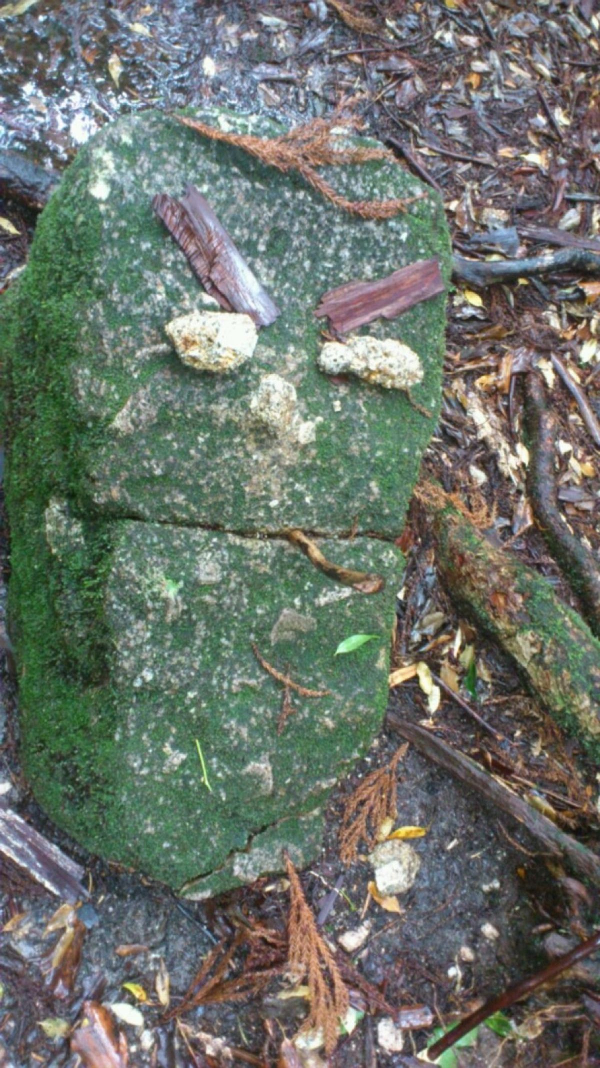 屋久杉登山
千尋の滝
島ドライブ🚗

訪問した日の夜はちょうど港でお祭りだ...