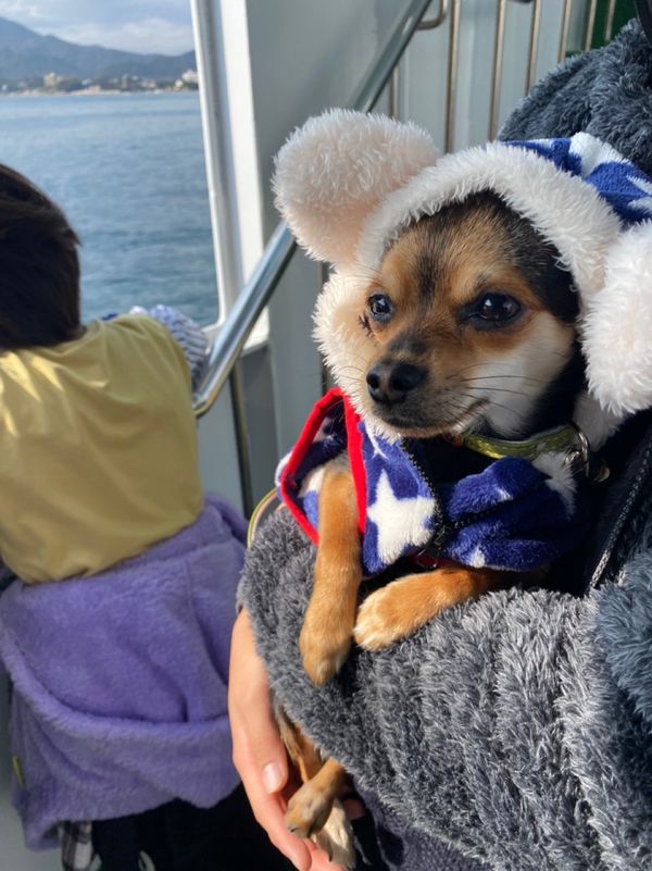 日本・岡山県「広島〜岡山　家族旅行❗️」の写真：厳島神社は改修工事中でしたが穴子飯、牡蠣...