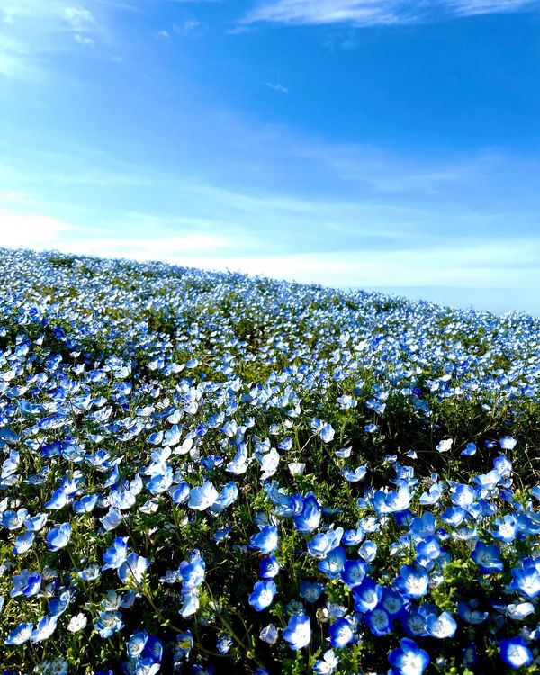 日本・千葉県「母の日　ネモフィラ」の写真