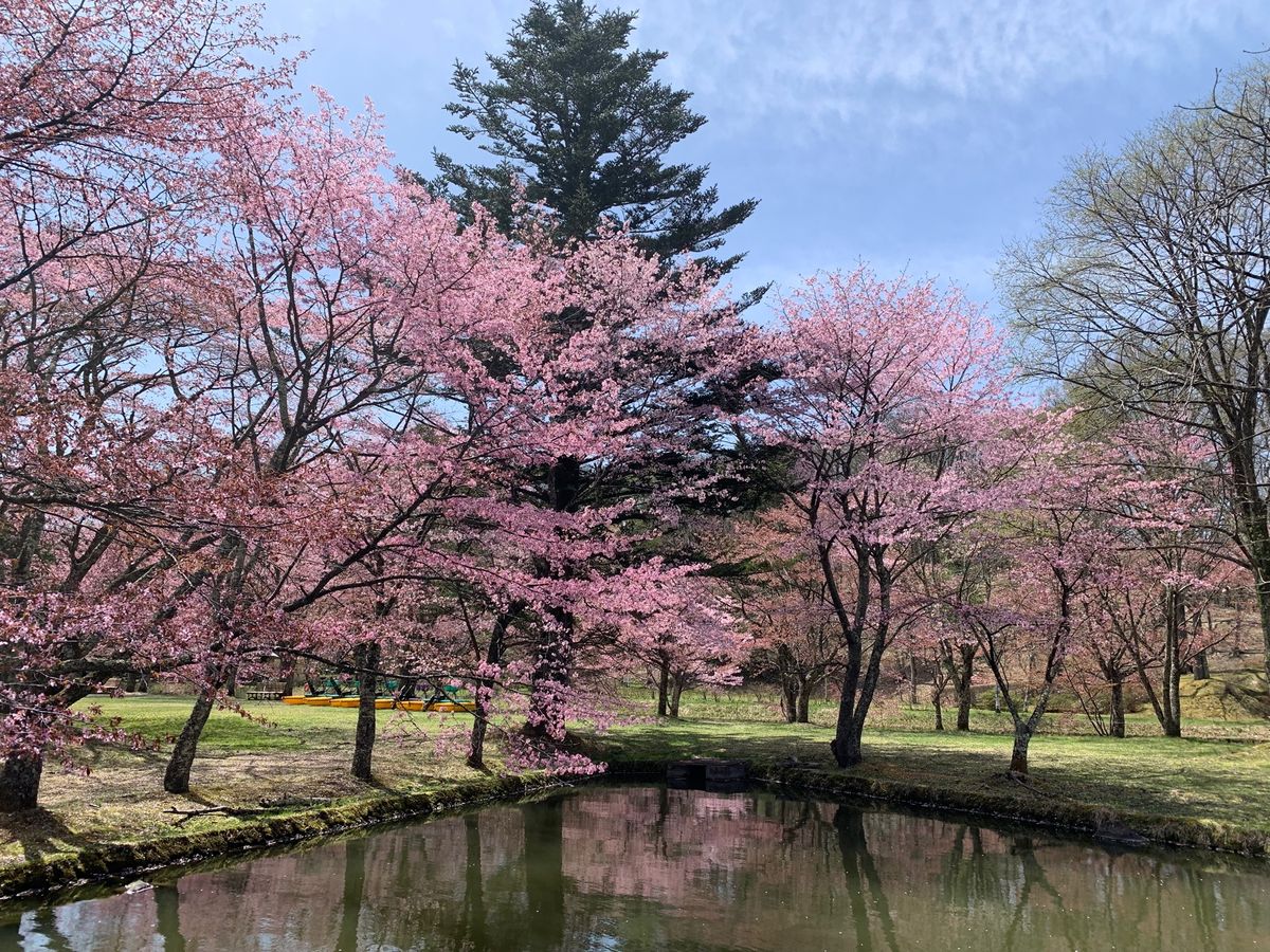 やって来たのは　
塩沢湖
タリアセンに入場
桜が濃いピンクで可愛い💕